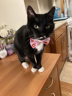 Black-and-white cat wearing a pink bowtie